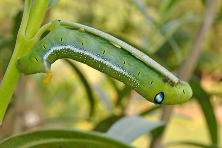 A Oleander Hawk-moth Caterpillar eating a leafの写真素材