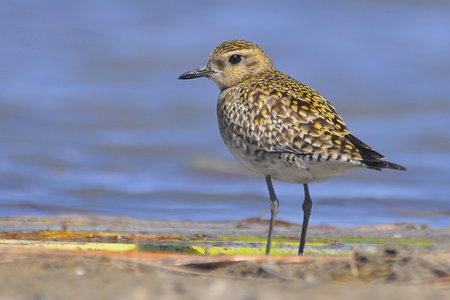 A Pacific Golden Plover taking a breather on the banks of a lake の写真素材