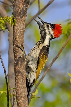 A Lesser Golden-Backed Woodpecker looking for hidden insects in a trunk of a Neem tree の写真素材