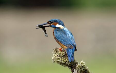 Male kingfisher with fish on mossy branchの写真素材