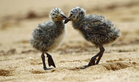 Yellow legged gull chicks on the beach