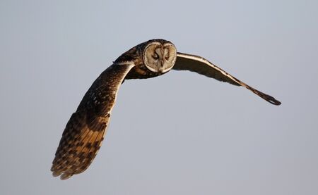Long eared owl above the moors in Yorkshire UKの写真素材