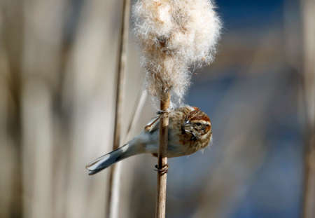 Reed buntings perched in the reed beds