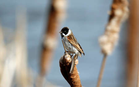 Reed buntings perched in the reed bedの写真素材