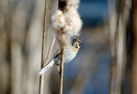 Reed buntings perched in the reed bedsの写真素材