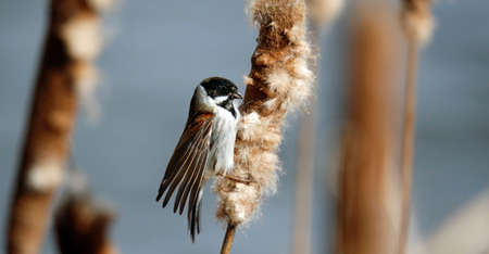 Reed buntings perched in the reed beds