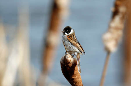 Reed buntings perched in the reed bedの写真素材