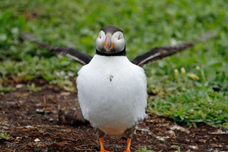 Atlantic puffins on the cliffs and shore of the Farne islands in the UK