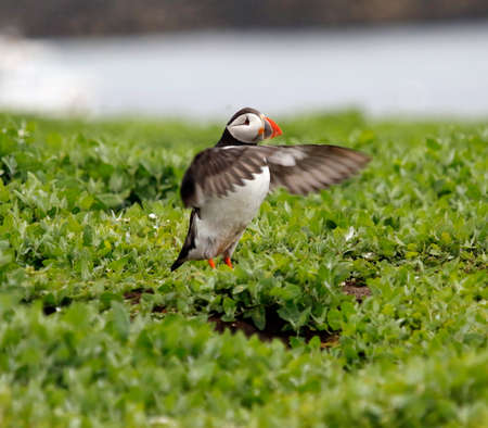 Atlantic puffins on the cliffs of the Farne Islands in the UK