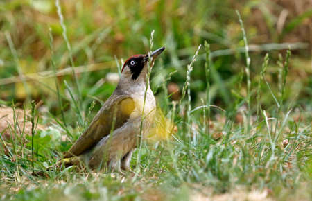 Male green woodpecker hunting for food in the fieldの写真素材