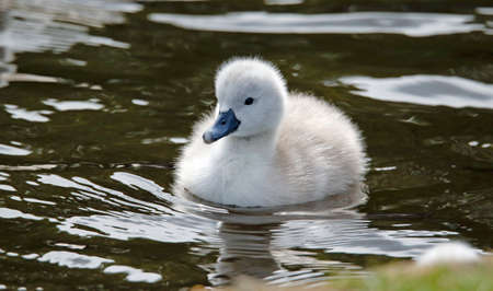 Mute swan cygnets on the lakeの写真素材