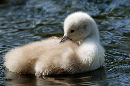 Mute swan cygnets on the lakeの写真素材