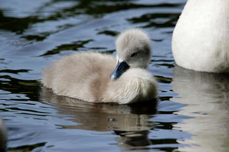 Mute swan cygnets on the lakeの写真素材