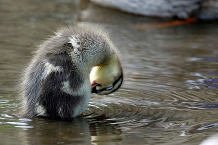 Recently hatched mallard ducklings exploring the lake