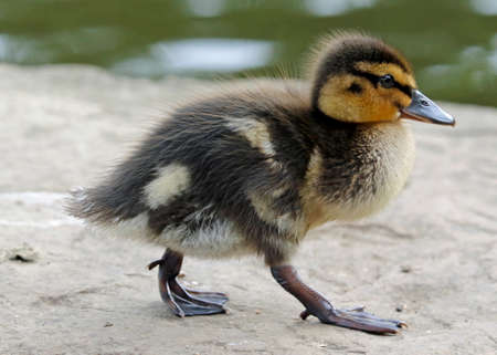 Recently hatched mallard ducklings exploring the lakeの写真素材