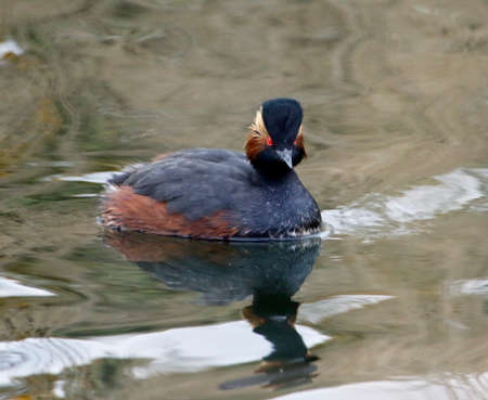 Black necked grebes on the lake