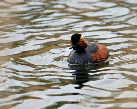 Black necked grebe on a lake