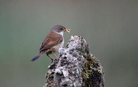 Lesser whitethroat collecting food for its chicks