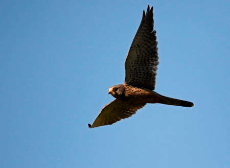 Kestrel soaring over the moors in search of foodの写真素材