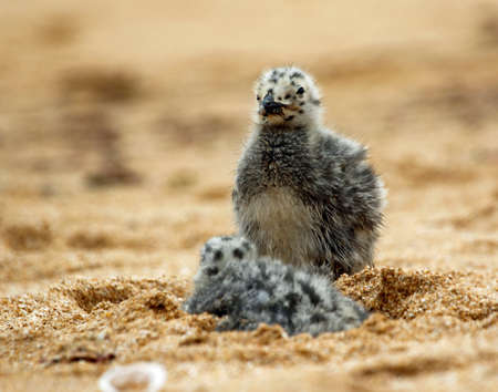 Yellow legged gull chicks on the beachの写真素材