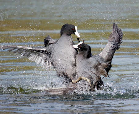 Male coots fighting over territory and femalesの写真素材