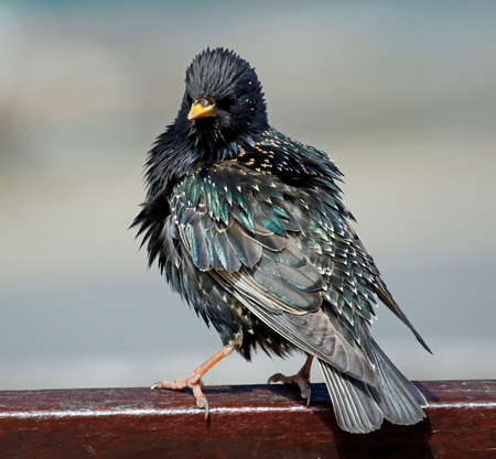 Starlings soaking up some spring sunshineの写真素材