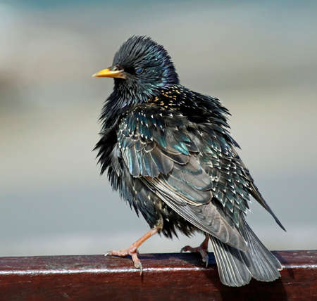 Starlings soaking up some spring sunshineの写真素材