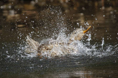 Female mallard bathing and preening on the riverの写真素材
