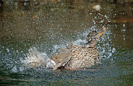 Female mallard bathing and preening in the riverの写真素材