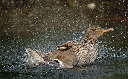 Female mallard bathing and preening in the riverの写真素材