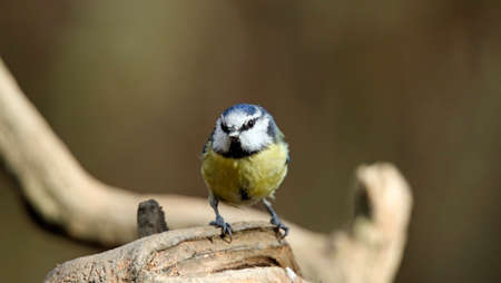 Bluetits in the woods