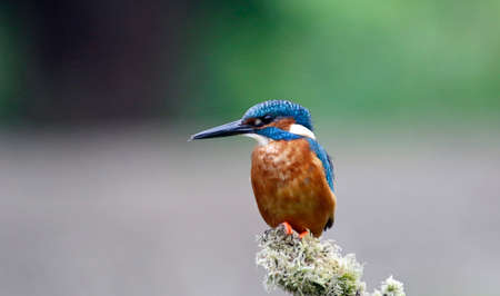 Male kingfisher fishing at the lake