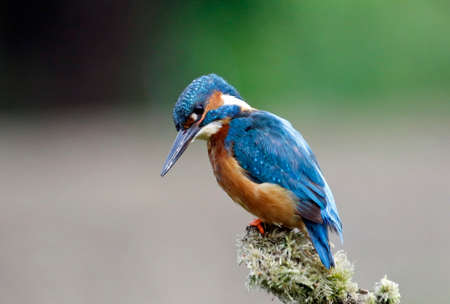 Male kingfisher fishing at the lakeの写真素材