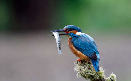 Male kingfishers fishing at the lake