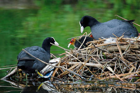 Coots and chicks nesting on the lakeの写真素材