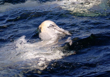 Gannets diving for fish in the North seaの写真素材