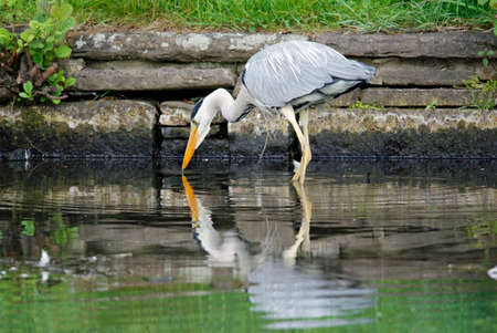 Grey heron coming in to the lake to fishの写真素材