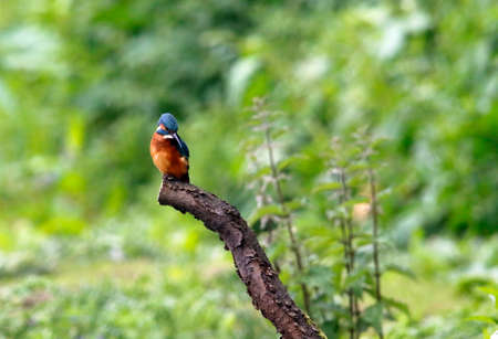 Juvenile kingfisher fishing around the lakeの写真素材