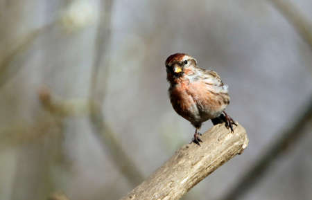 Lesser redpoll perching in a woodland settingの写真素材