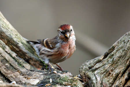 Lesser redpoll perching in a woodland setting