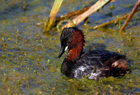Little grebe fishing in a weed covered pond