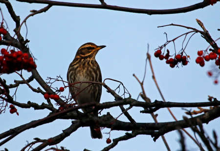Redwings collecting winter berriesの写真素材