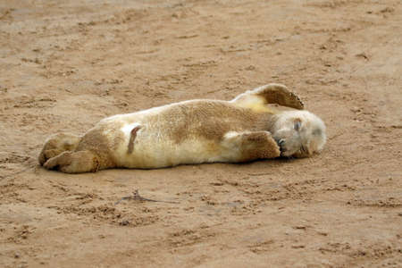 Grey seal pups on the coast of the North Seaの写真素材