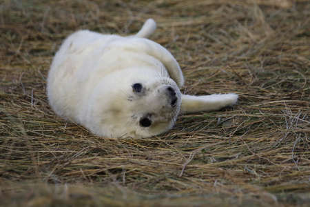 Grey seal pups on the coast of the North Seaの写真素材