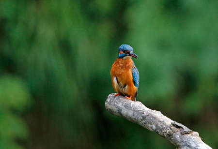 Kingfisher perching, preening and fishing on the river bankの写真素材