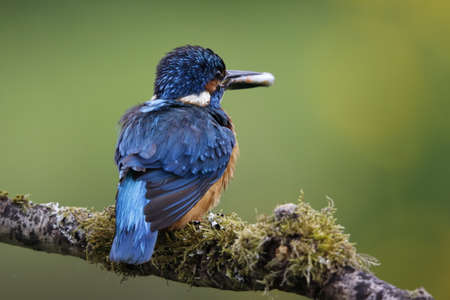 Male kingfisher fishing from a mossy branchの写真素材