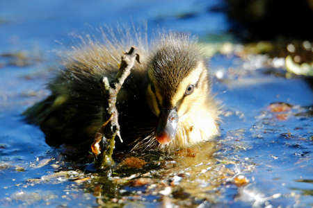 Mallard ducklings exploring the river