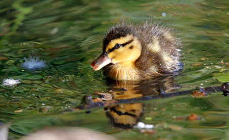 Mallard ducklings exploring the riverの写真素材