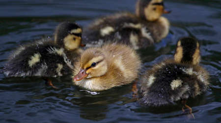 Mallard ducklings exploring the river