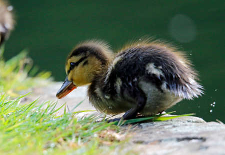 Mallard ducklings exploring the river